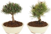 Kamerplanten van Botanicly – 2 × Planten Mix – Hoogte: 25 cm – Mix