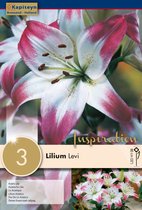 Lilium 'Levi' - lelie - zomerbollen