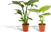 Tropische kamerplanten set - Strelitzia Nicolai 85cm, ø19 + Alocasia Macrorrhiza 75cm, ø19 - Makkelijke kamerplanten - Tropische planten - Luchtzuiverend - Vers van de kwekerij