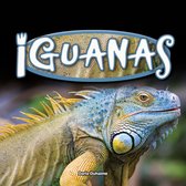 Reptiles! - Iguanas