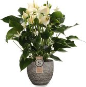FloriaFor - Anthurium White Champion In Mica Sierpot Carrie (donkergrijs) - - ↨ 60cm - ⌀ 18cm