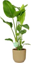 FloriaFor - Strelitzia Nicolai In ELHO Vibes (geel) - - ↨ 90cm - ⌀ 22cm
