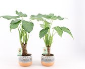 Kamerplanten van Botanicly – 2 × Olifantsoor in gevormde keramiek pot als set – Hoogte: 45 cm – Alocasia Cucullata