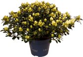 Rhododendron simsii 'Azajoy' - Witte bloemen - Plant voor binnen en buiten - Kamerplant - Balkon terras - ↑ 25-30cm - Pot-Ø 13cm