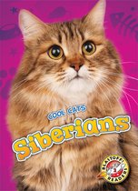 Cool Cats - Siberians