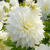 Dahlia Fleurel®