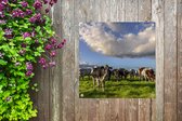Tuinposters Koeien - Licht - Gras - 50x50 cm - Tuindoek - Buitenposter