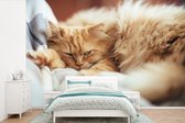 Papier peint photo chat persan endormi en vinyle largeur 360 cm x hauteur 240 cm - Tirage photo sur papier peint (disponible en 7 tailles)