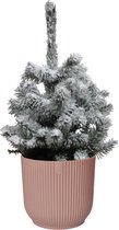 Hellogreen Kamerplant - Echte Kleine Kerstboom - Picea met sneeuw - 50 cm - ELHO Vibes Fold Rond Delicaat Roze