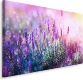 Schilderij - Bloeiende Lavendel, Paars, Premium Print