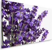 Schilderij - Close up van Lavendel, Paars, Premium Print