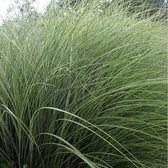 8 x Miscanthus 'Morning Light' - Bontbladig Prachtriet in C2 pot met hoogte 10-30 cm