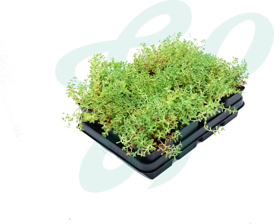Een volle groene vetplant met rode puntjes, in een zwarte plantenbak met meerdere vakken.