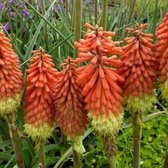 6x Vuurpijl (Kniphofia 'Royal Standard') - P9 pot (9x9)