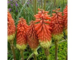6x Vuurpijl (Kniphofia 'Royal Standard') - P9 pot (9x9)