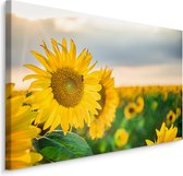 Schilderij - Prachtige zonnebloemen veld, premium print