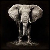 Eazy Living Canvas Poster 100 x 100 cm Olifant