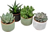 FloriaFor - Set Van Vier Vetplanten In Aneta Keramiek - - ↨ 12cm - ⌀ 11cm