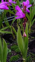 Japanse orchidee (Bletilla striata) - Oeverplant - 3 losse planten - Om zelf op te potten - Vijverplanten webshop
