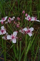 Zwanenbloem (Butomus umbellatus) - Vijverplant - 3 losse planten - Om zelf op te potten - Vijverplanten Webshop