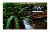 Walljar - Olympic National Forest - Muurdecoratie - Poster