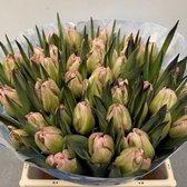 Verse Tulpen -  Hortensia - 50 stuks