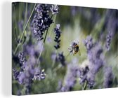 Canvas Schilderij Hommel op lavendel - 120x80 cm - Wanddecoratie