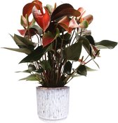 Kamerplant van Botanicly – Flamingoplant – Hoogte: 50 cm – Anthurium andreanum Rainbow