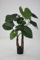 Alocasia calidora - skeletplant - topkwaliteit kamerplant - 100 cm