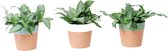 Murdannia 'Bright Star' in Romy keramiek ↨ 30cm - 3 stuks - hoge kwaliteit planten