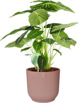 Alocasia Frydek in ELHO Vibes (roze) ↨ 70cm - planten - binnenplanten - buitenplanten - tuinplanten - potplanten - hangplanten - plantenbak - bomen - plantenspuit