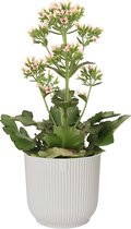 Kalanchoë Femini (Roze) in ELHO Vibes Fold sierpot (zijdewit) ↨ 50cm - planten - binnenplanten - buitenplanten - tuinplanten - potplanten - hangplanten - plantenbak - bomen - plantenspuit