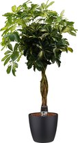 Schefflera Gold Capella multivlecht met Elho brussels living black ↨ 125cm - hoge kwaliteit planten
