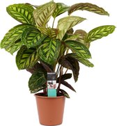 Calathea Flamestar ↨ 70cm - hoge kwaliteit planten