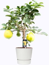 Citrus Lipo op stam in ELHO outdoor sierpot Greenville Rond (wit) ↨ 85cm - hoge kwaliteit planten