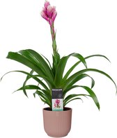 Decorum Guzmania Candy in ELHO ® Vibes Fold Rond (delicaat roze) ↨ 60cm - planten - binnenplanten - buitenplanten - tuinplanten - potplanten - hangplanten - plantenbak - bomen - pl
