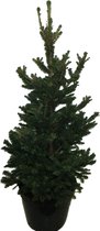 Kerstboom Picea abies Will's Zwerg ↨ 90cm - planten - binnenplanten - buitenplanten - tuinplanten - potplanten - hangplanten - plantenbak - bomen - plantenspuit