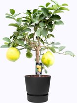 Citrus Lipo op stam in ELHO outdoor sierpot Greenville Rond (zwart) ↨ 85cm - hoge kwaliteit planten