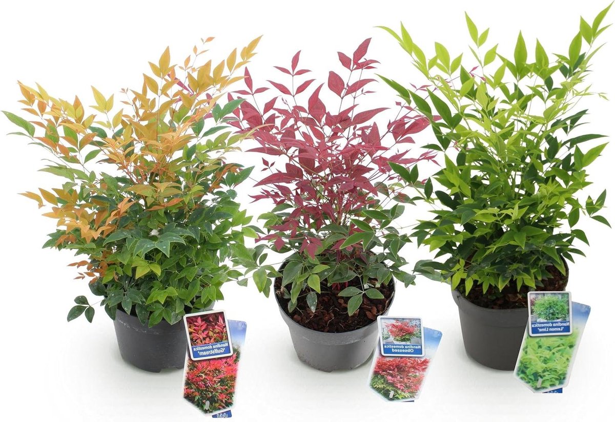 Tuinplanten Struiken - Sierstruiken Bodembedekkers - Tuin Decoratie - Groenblijvend Kleurrijk - 3 Planten Pot 17cm - Geel Rood Oranje