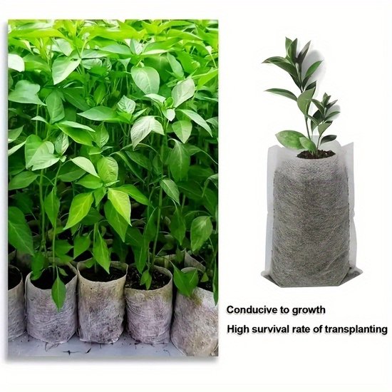 Rij met jonge plantjes met groene bladeren in niet-geweven zakken. Rechts een plant in een zak.