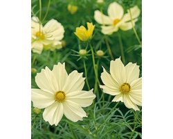 Cosmea Zaden Xanthos Cosmos Bipinnatus Eenjarig Citroengeel