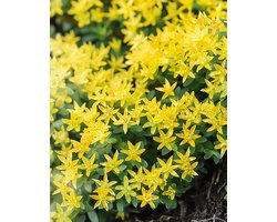 Muurpeper Zaden Sedum Acre Meerjarig Geel