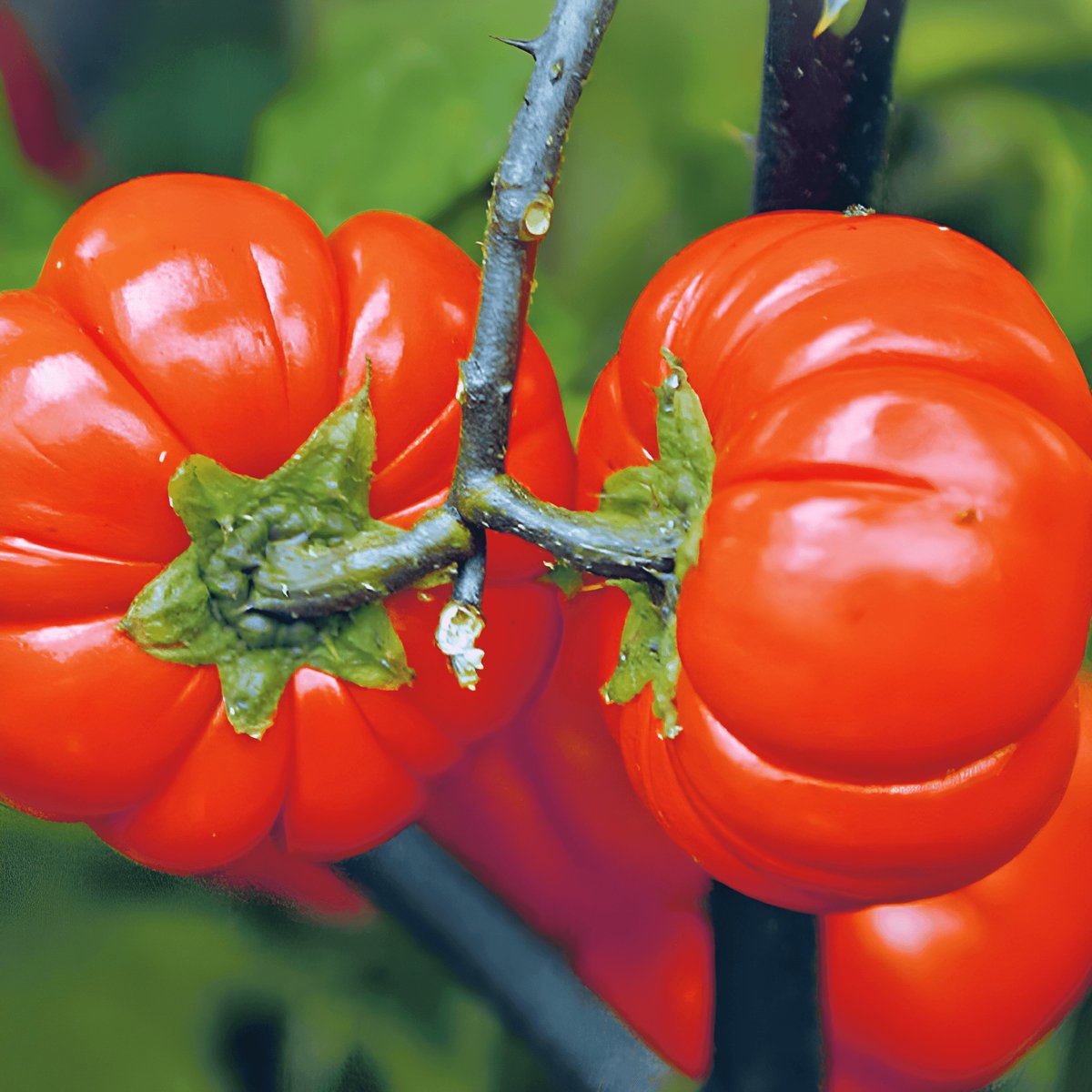 Solanum Aethiopicum Zaden Eenjarig Pumpkin On A Stick