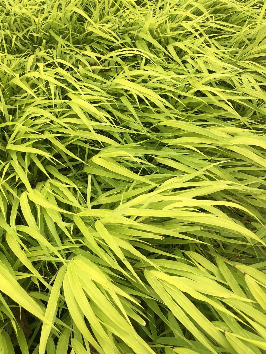 6x Japans berggras - Hakonechloa macra 'All Gold' | 9x9 cm pot