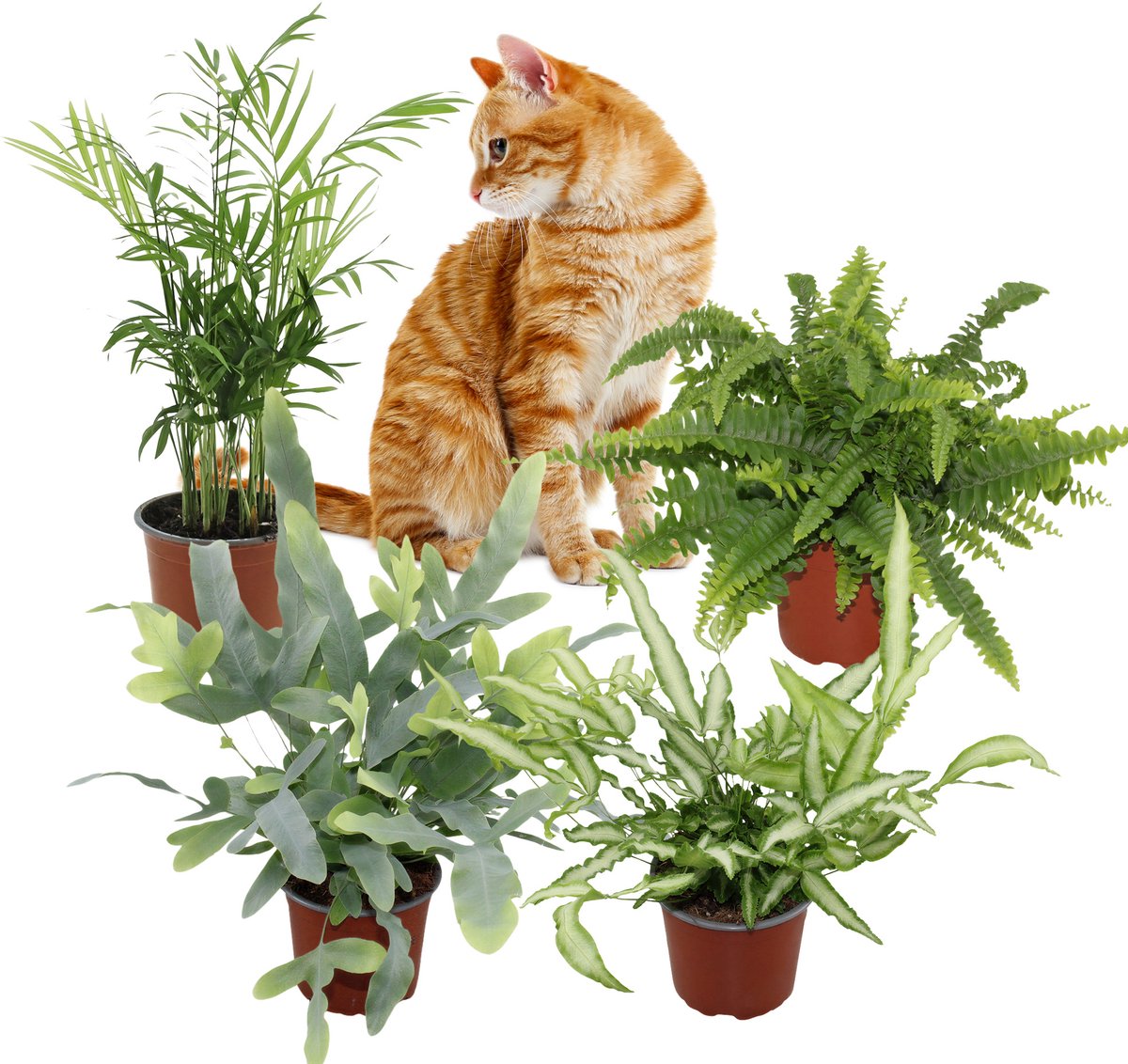 Tropische Kamerplanten – Set van 4 – Krulvaren Nephrolepis Green Lady, Phlebodium Blue Star, Pteris Albolineata & Chamaedorea Elegans – 28–40 cm – Pot 12 cm