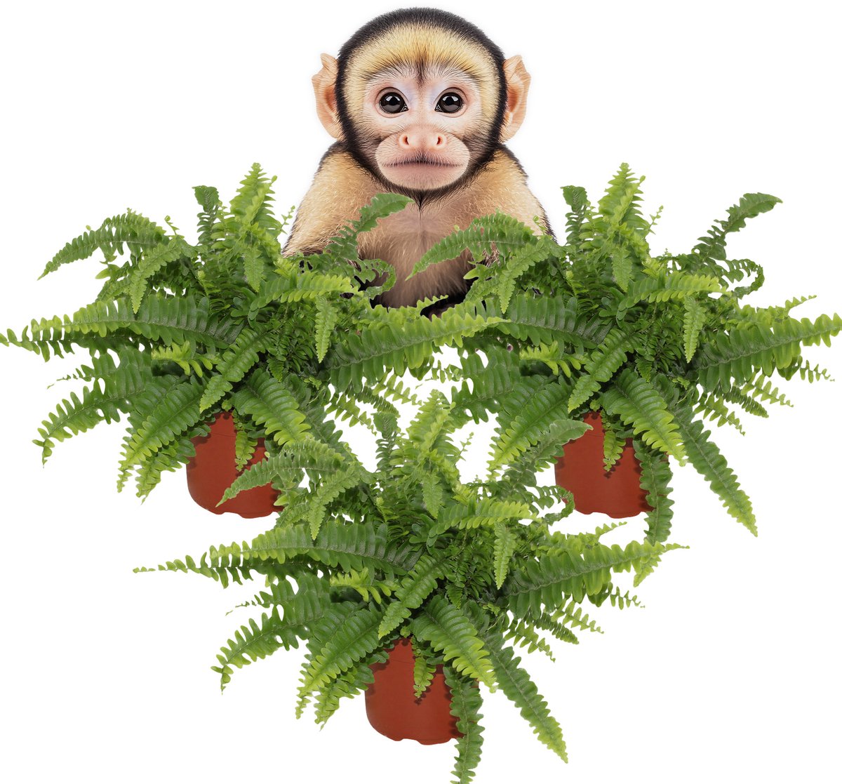 Nephrolepis exaltata 'Green Lady' – Set van 3 Kamerplanten – Krulvaren – Luchtzuiverend – Schaduwplant – 28–35 cm – Pot 12 cm