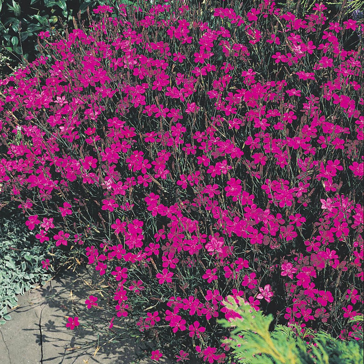 Sluis Garden - Steenanjer Lindoya (Dianthus)