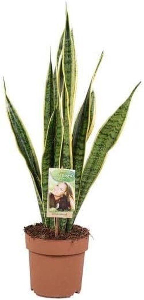 Sansevieria Trifasciata - Vrouwentong Plant - Binnen Decoratie - Luchtzuiverend - 60 cm - Groen Geel