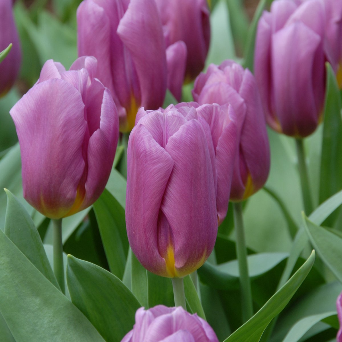 Tulp Copex | 10 stuks | Paars | Tulpenbollen | Snijbloem