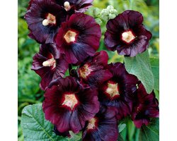 Stokroos (Alcea Rosea) - Zwart - Vaste planten - Bijen-Vlinders - Snijbloemen - Zomerbollen - Voorjaarsbollen - bloeit in Juni / Juli / Augustus